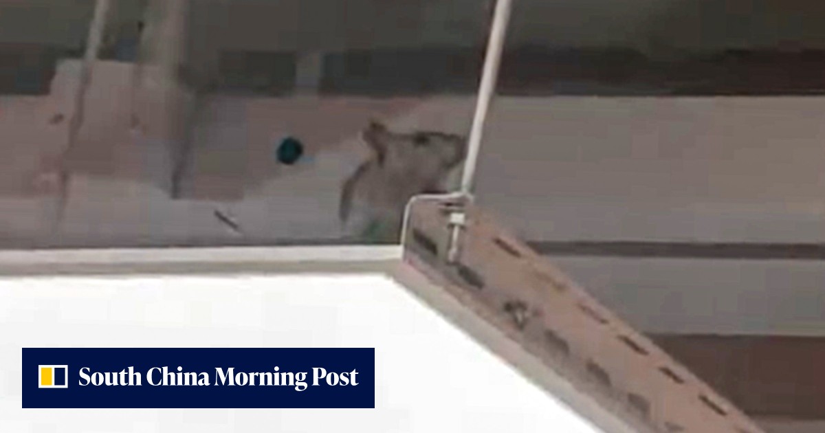 Rat filmed at Japanese eatery Sushiro in Hong Kong triggers check ...