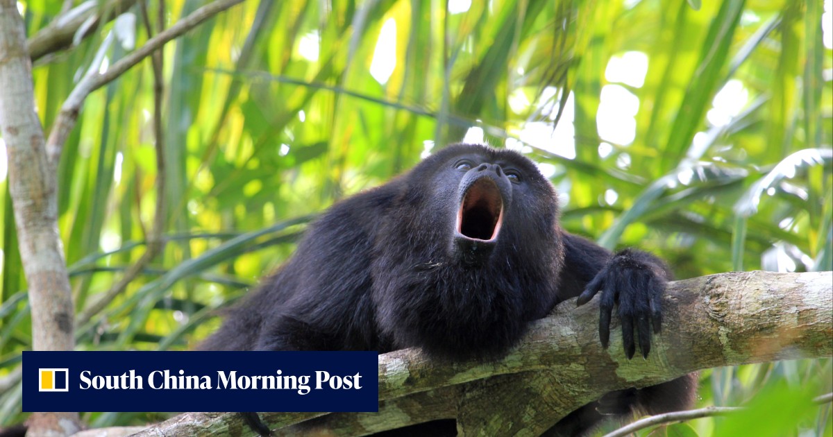 Why are monkeys better at yodelling than humans? It’s all in the ...