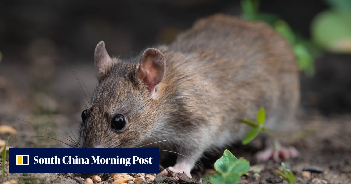 China Raising Rats Rats and rubbish mar Indonesia’s vision of a futuristic new capital ...