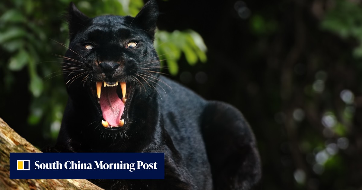 Panther Exploding Viral dashcam footage captures panther attack in Malaysia | South China ...