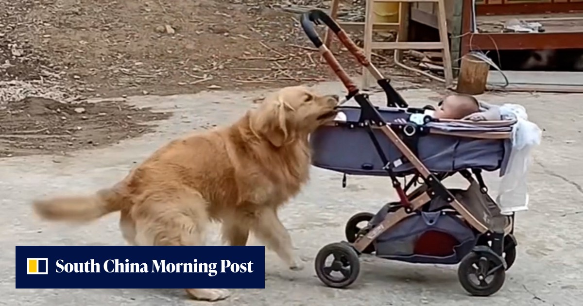 Video | Golden retriever in China stops rolling baby stroller | South ...