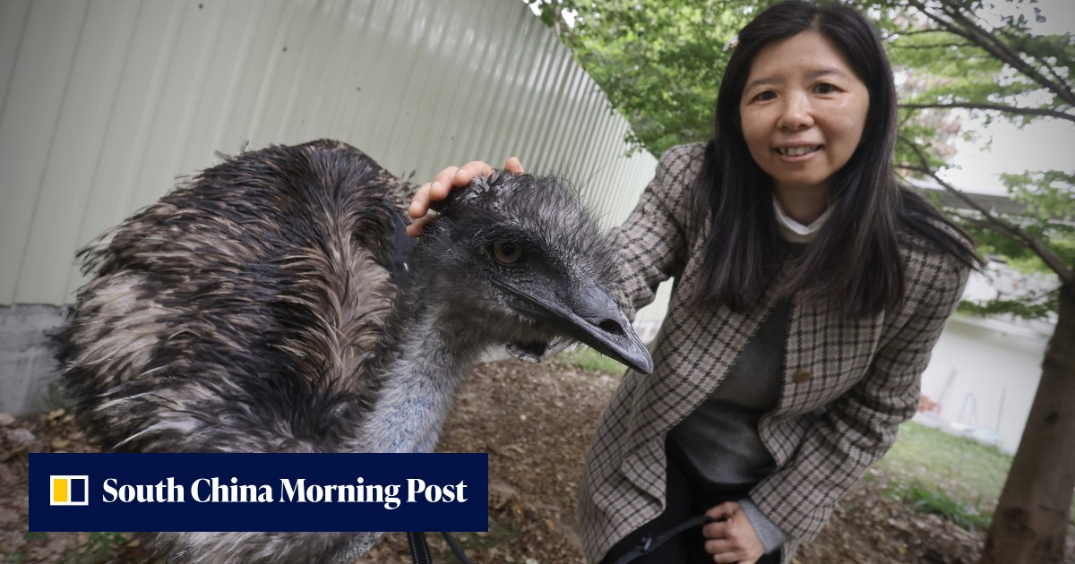 ‘Happy little princess’: runaway emu gets royal treatment at Hong Kong ...