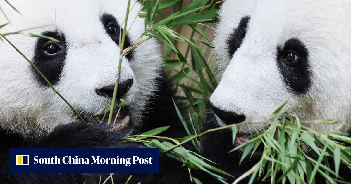 Malaysia bids farewell to Chinese pandas as new conservation deal ...