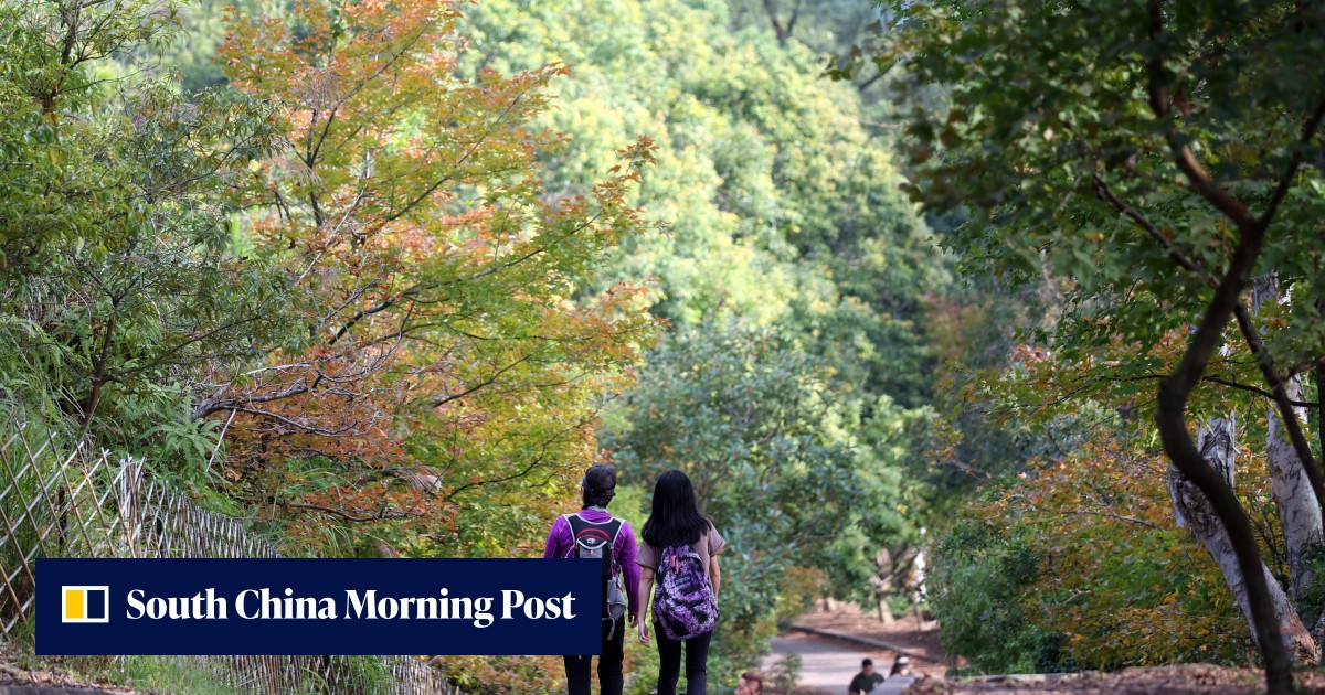 Hong Kong forests can store over 7 million tonnes of carbon, study ...