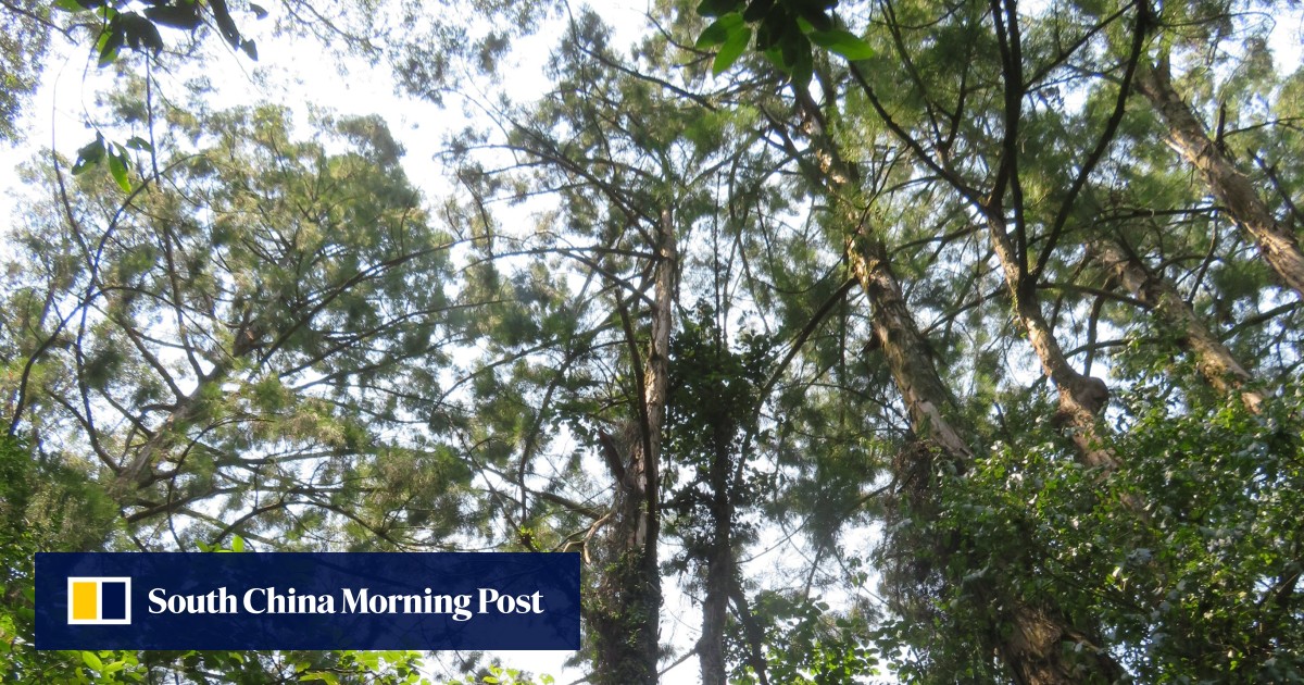 How a fiery conquest in 112BC may have led to decline of the Chinese swamp cypress
