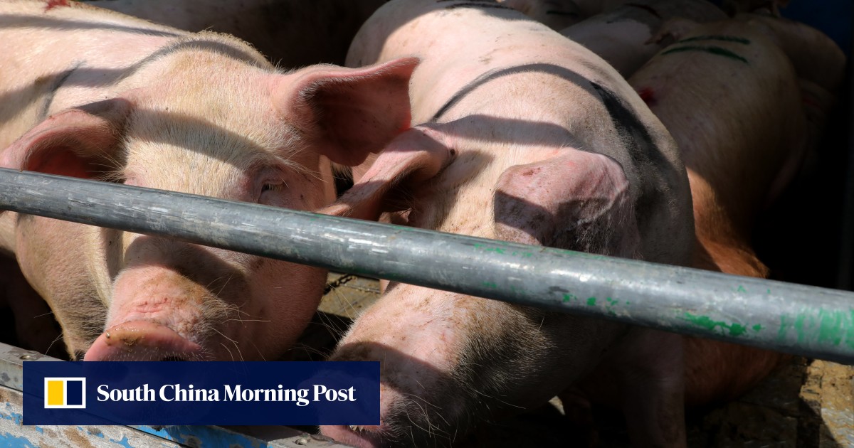 China cancels largest US pork order in 5 years, dealing blow to American farmers