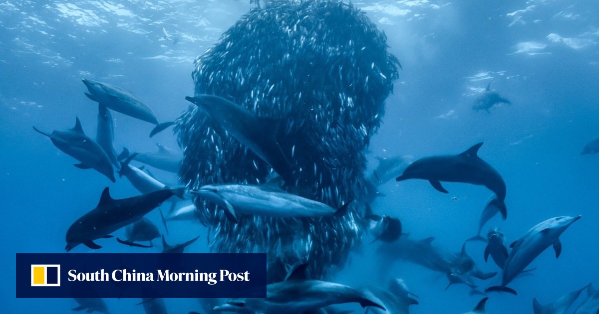 https://cdn.i-scmp.com/sites/default/files/styles/og_image_scmp_generic/public/d8/images/canvas/2025/05/07/1dcd208f-25a8-4547-82ed-8ef1582942d7_52e463ac.jpg?itok=somT_U8r&v=1746583628