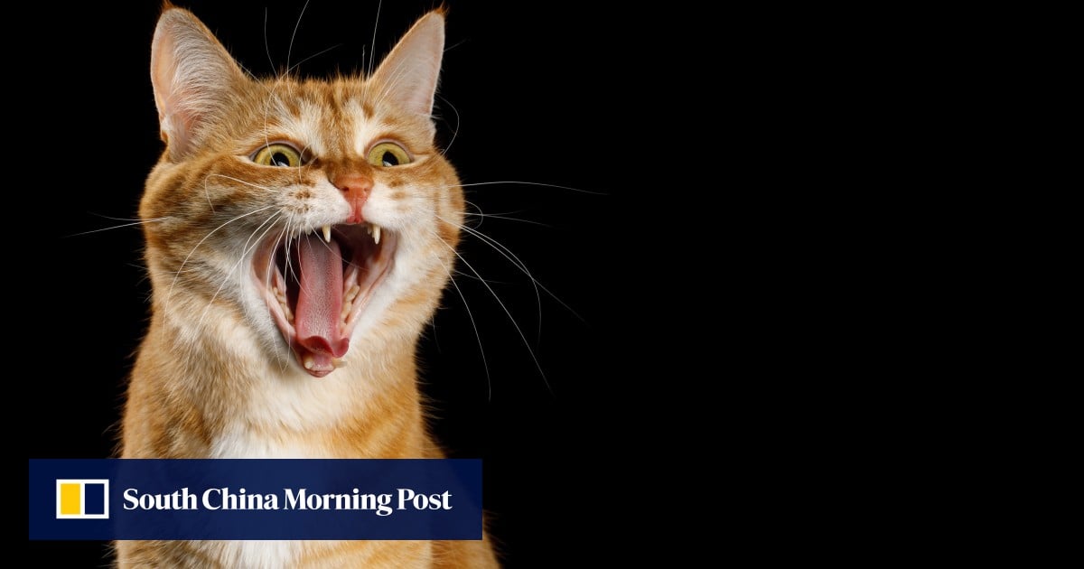 Baidu AI patent application reveals plans for turning animal sounds into words - SCMP (Picture 1)