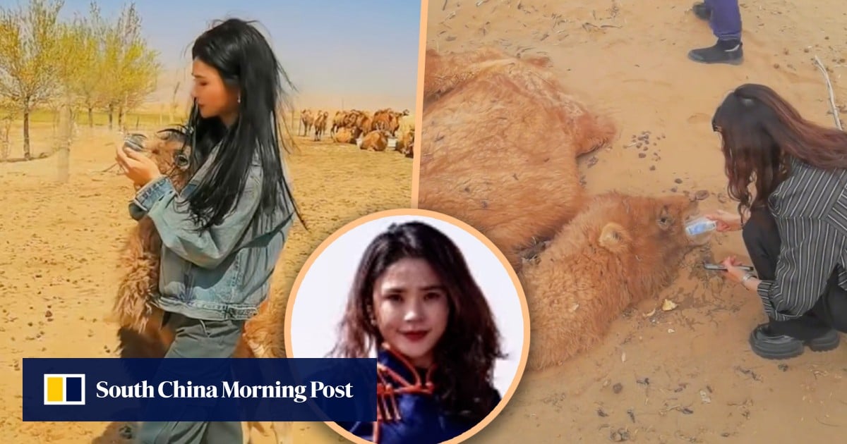 Chinese woman earns praise for giving first aid to dehydrated camel in desert