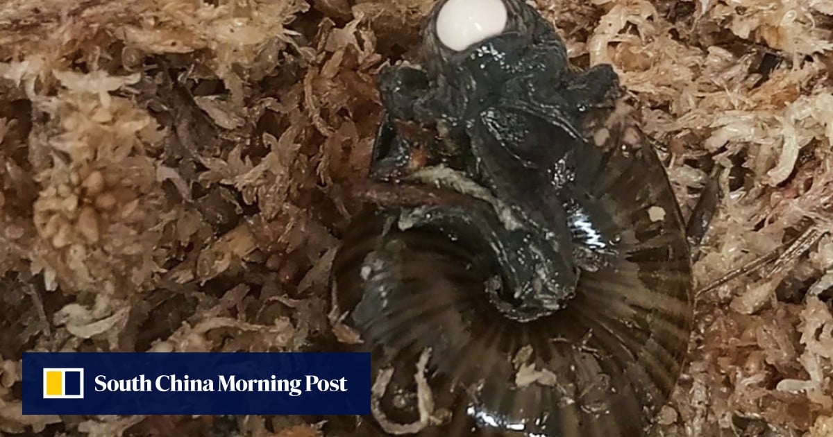 Rare New Zealand snail caught reproducing from its neck in eggs-citing footage