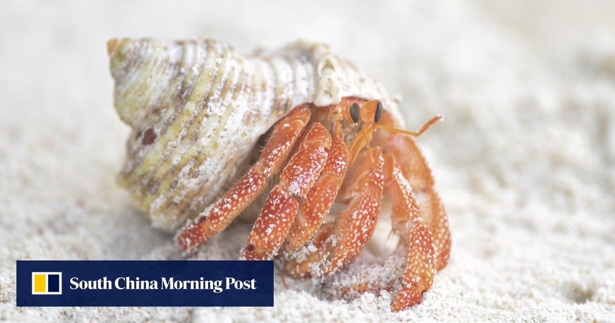 3 Chinese men arrested in Japan after thousands of hermit crabs found in bags