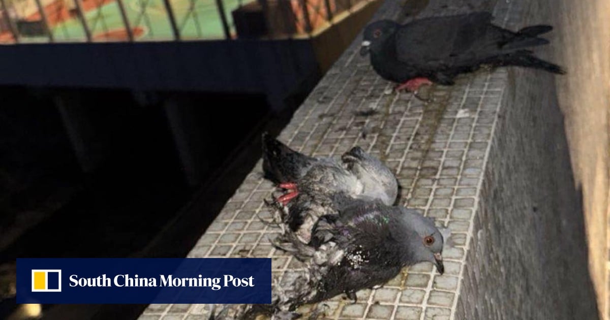 4 pigeons found glued on top of wall, Hong Kong police suspect animal abuse