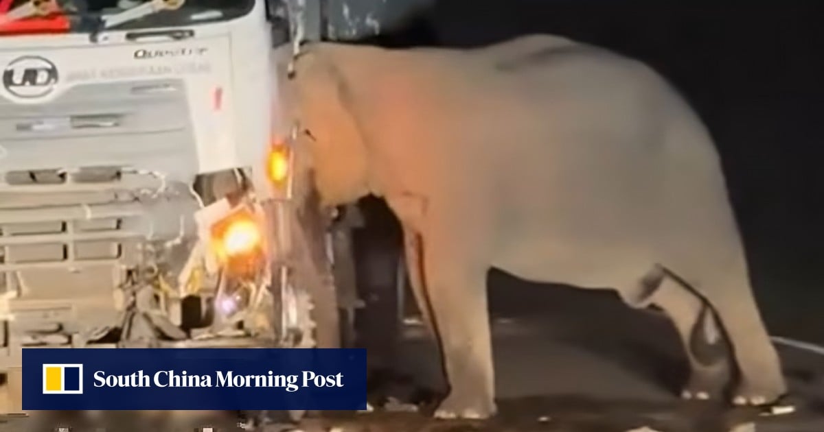 Malaysia grapples with human-nature conflict after elephant calf’s road death