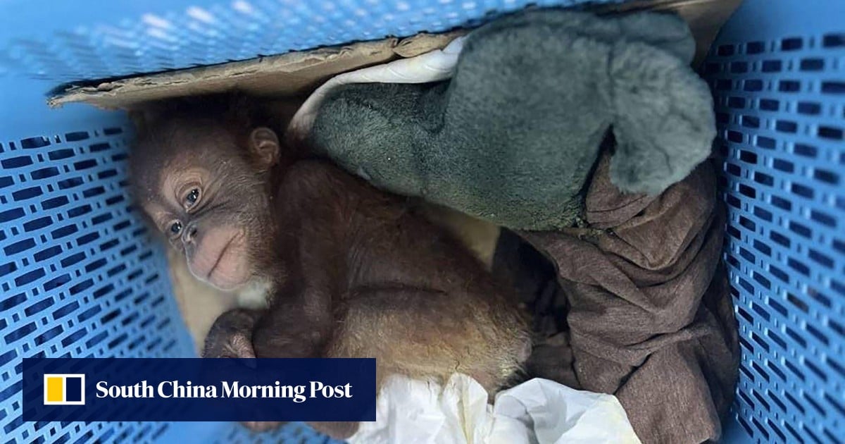 https://cdn.i-scmp.com/sites/default/files/styles/og_image_scmp_generic/public/d8/images/canvas/2025/05/15/bb665529-a119-4c99-b78b-d2aae83b166f_429deb3c.jpg?itok=WaKeA5pd&v=1747302785