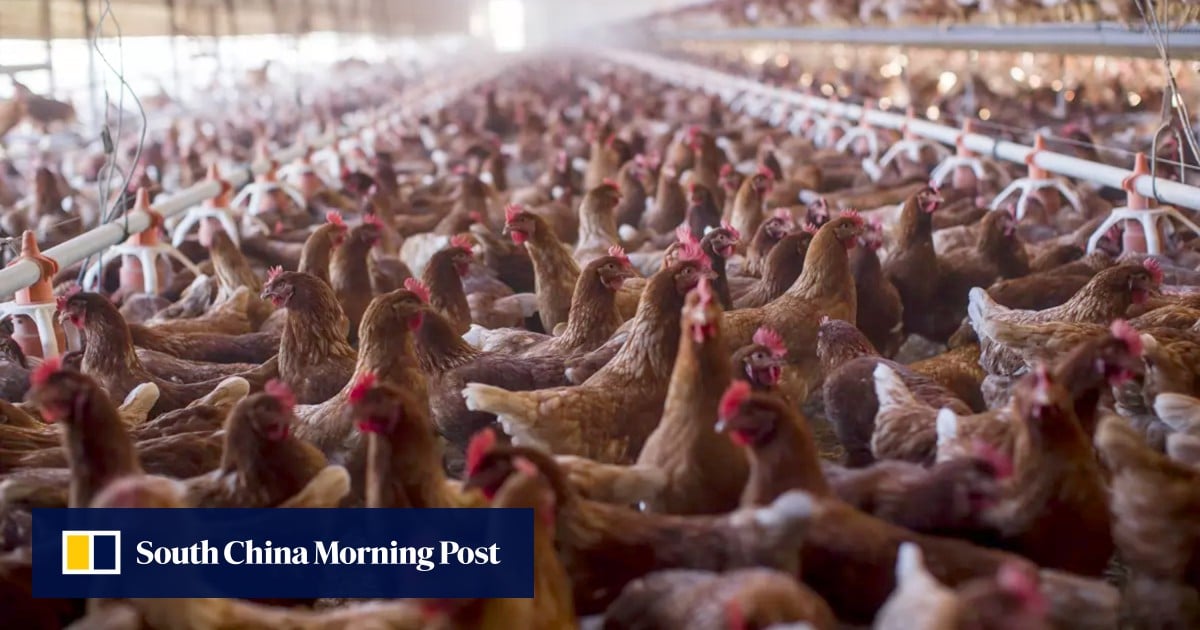 Brazil confirms bird flu outbreak, sparking China shipments ban