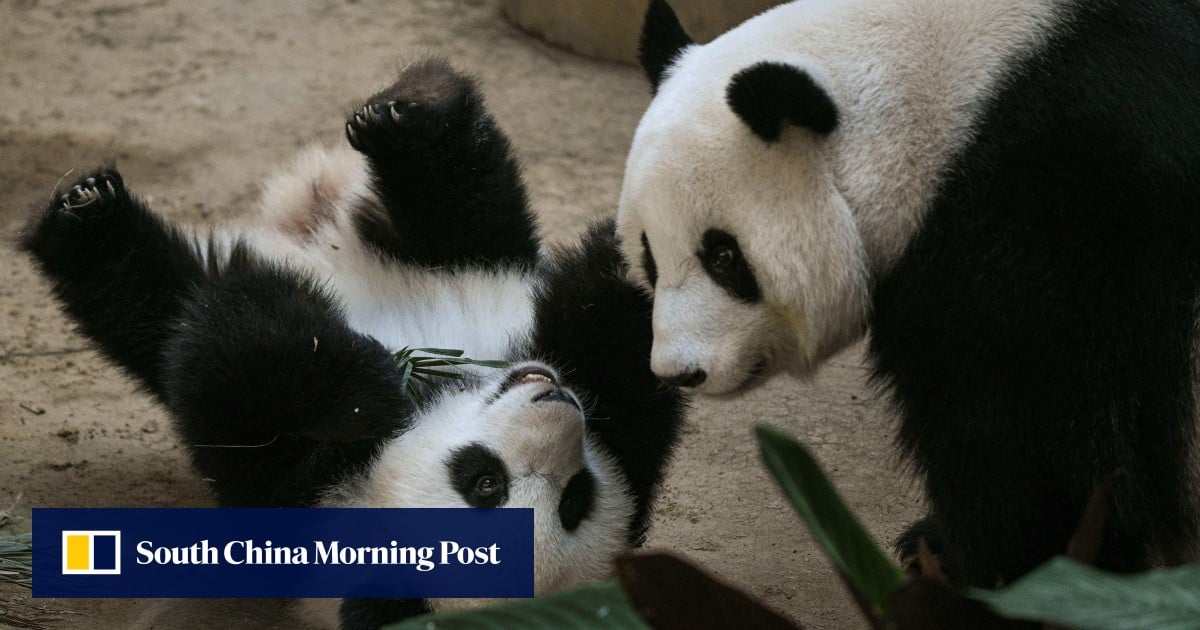 ‘Goodbye Fu Wa and Feng Yi!’: Malaysian panda fans bid an emotional farewell