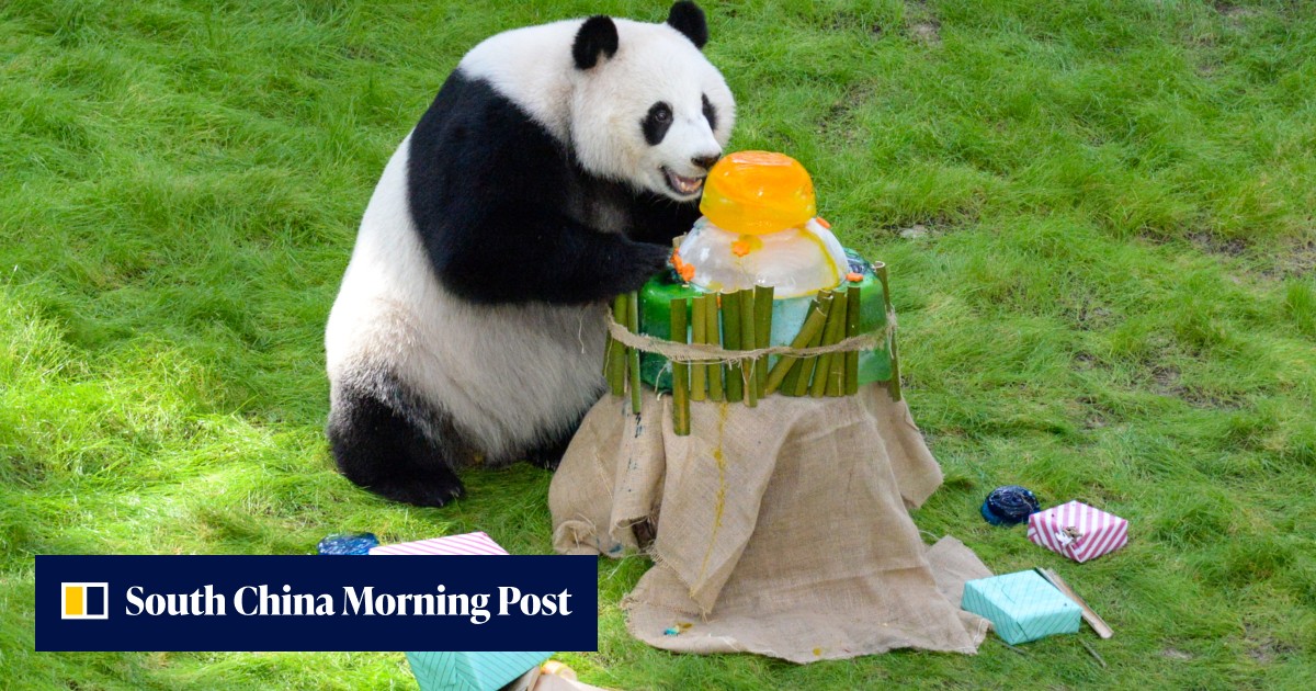 Pandas in Qatar? Meet the Hongkonger helping Chinese national treasures ...