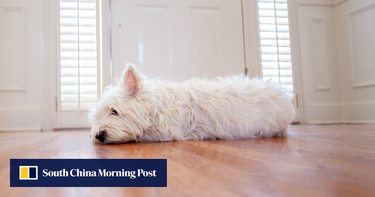 https://cdn.i-scmp.com/sites/default/files/styles/og_image_scmp_generic/public/d8/images/canvas/2025/05/19/5b27df46-9842-4efe-87bb-e59cac86c60b_6e934d07.jpg?itok=tc8Dls-f&v=1747644651