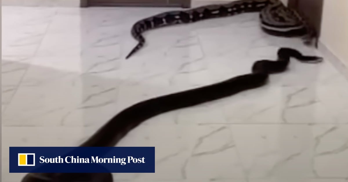 https://cdn.i-scmp.com/sites/default/files/styles/og_image_scmp_generic/public/d8/images/canvas/2025/05/20/4f0d3334-4bb2-4de4-b419-6eed709f37c8_1f67c865.jpg?itok=WhyUxdyS&v=1747739243