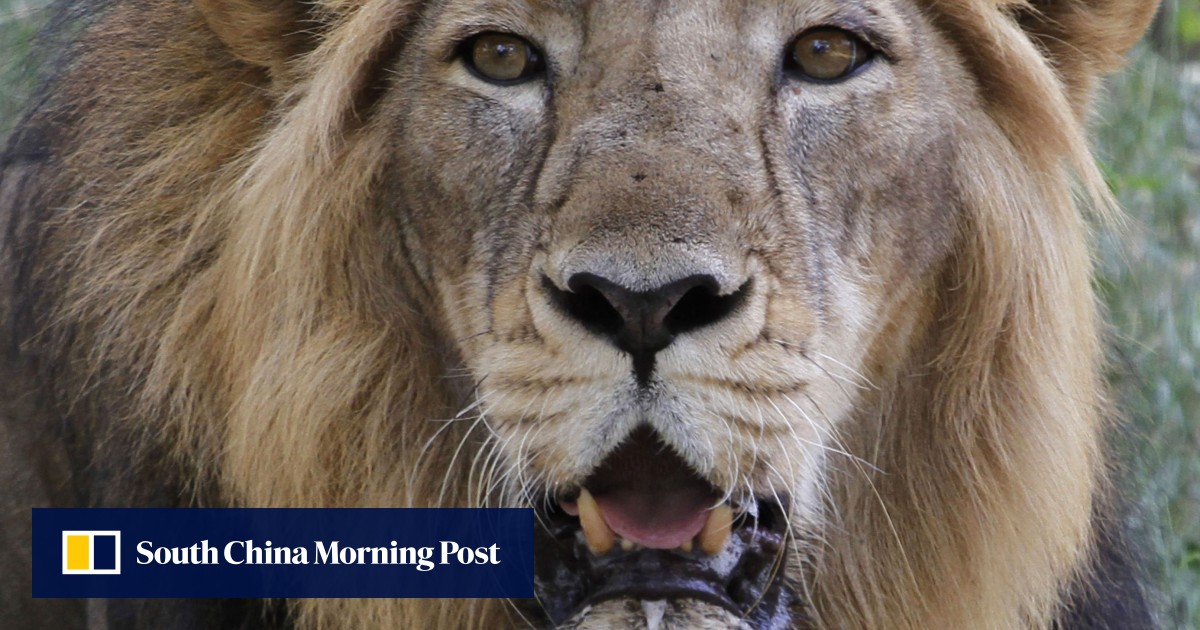 https://cdn.i-scmp.com/sites/default/files/styles/og_image_scmp_generic/public/d8/images/canvas/2025/05/21/56f7b360-0c9b-4ff9-8191-e64c31f3c1b8_ba108e5f.jpg?itok=OyFLOjnf&v=1747818756