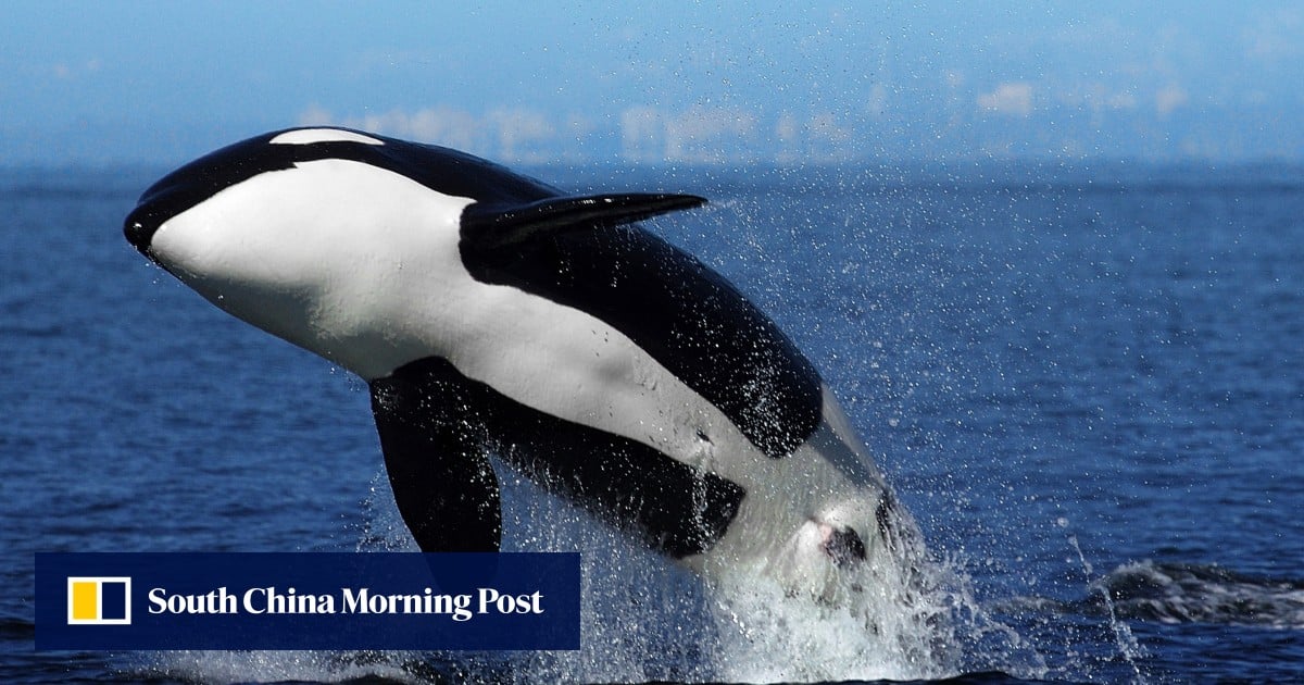 Alibaba’s entertainment group renamed after killer whale as it seeks to revive growth - SCMP (Picture 1)