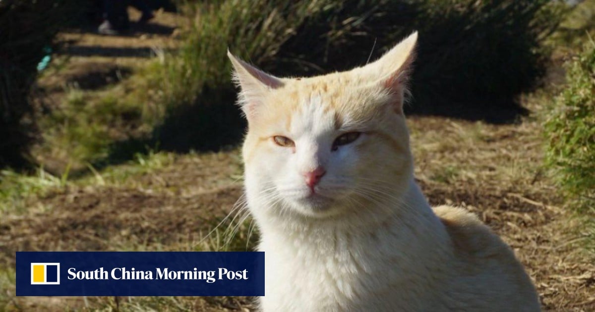 ‘Just one cat’: removal of Philippines’ beloved ‘sherpa cat’ sparks debate