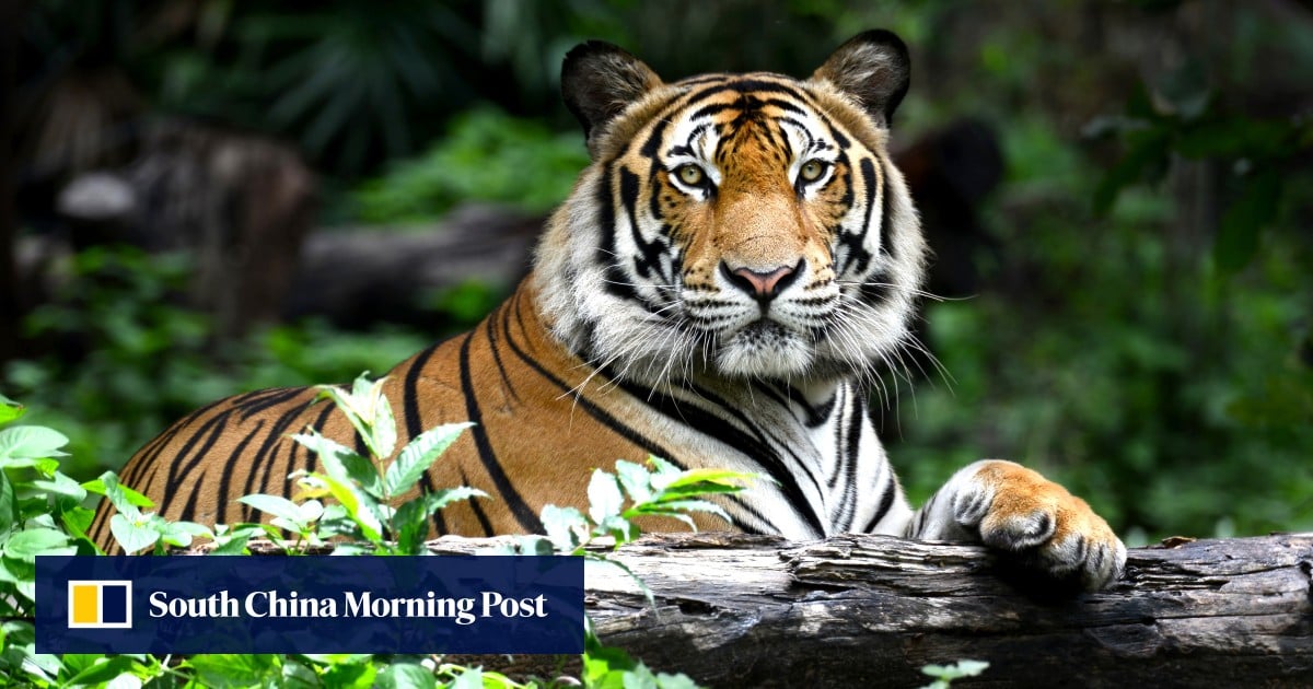 https://cdn.i-scmp.com/sites/default/files/styles/og_image_scmp_generic/public/d8/images/canvas/2025/05/23/57b2d667-4951-437e-bc9f-943f28819cb6_959f3ad3.jpg?itok=9eA688do&v=1747984053