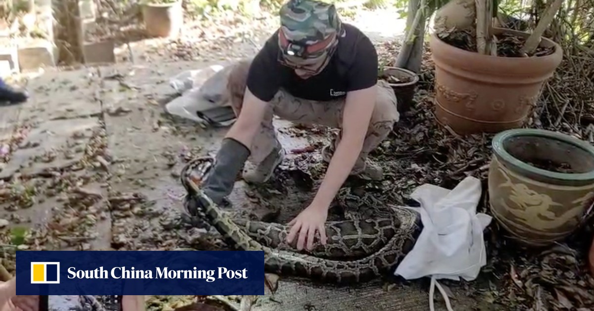 2.5-metre Burmese python captured in Hong Kong after swallowing cat ...