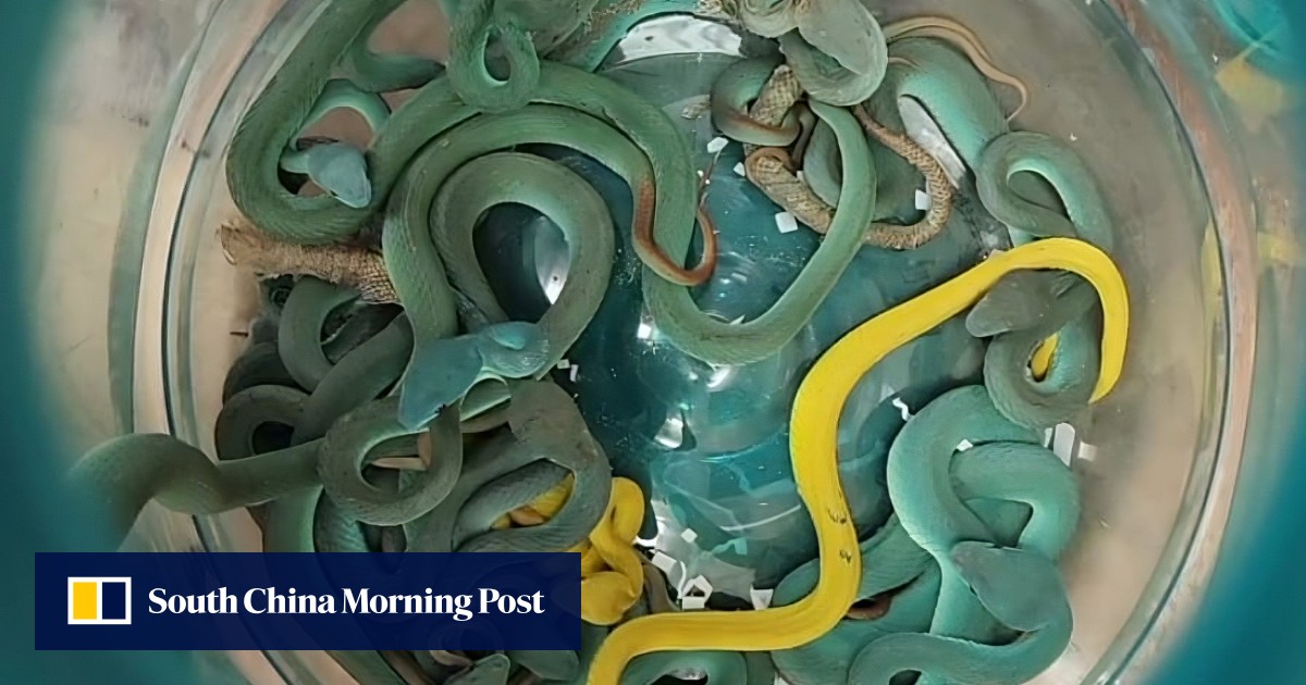 https://cdn.i-scmp.com/sites/default/files/styles/og_image_scmp_generic/public/d8/images/canvas/2025/06/02/5a6c9121-c05a-408d-aa60-a64b85f93341_13dcd2de.jpg?itok=ppjQ1aR2&v=1748843852
