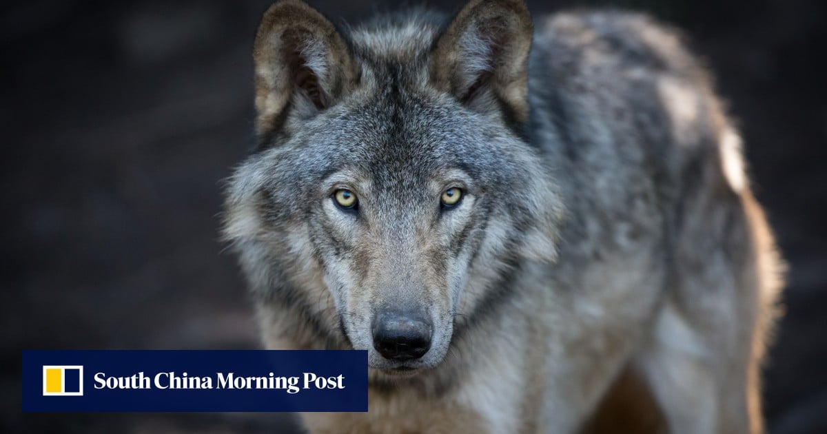 Japan Wolves Wolves in Japan: could their reintroduction restore nature’s balance ...