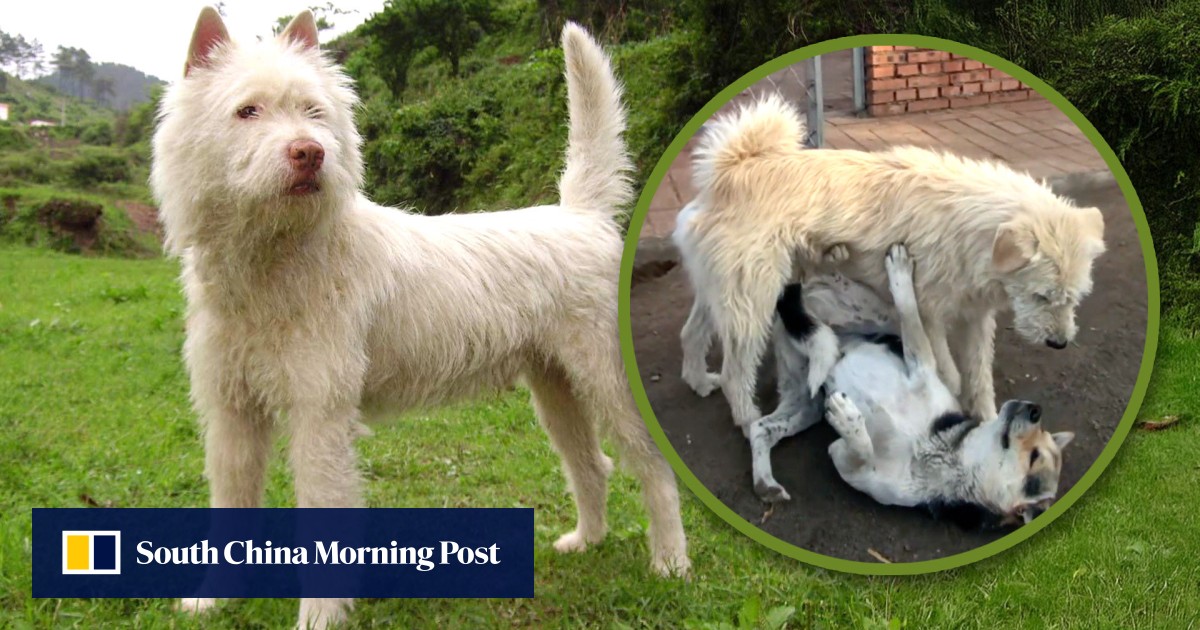 https://cdn.i-scmp.com/sites/default/files/styles/og_image_scmp_generic/public/d8/images/canvas/2025/06/03/c5986079-3daa-473f-b724-75eb18239f93_0976ebea.jpg?itok=cnOs-XOx&v=1748933488