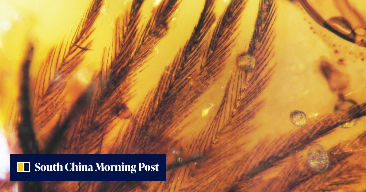 Chinese study of feather fossils reveals how birds beat dinosaurs in ...