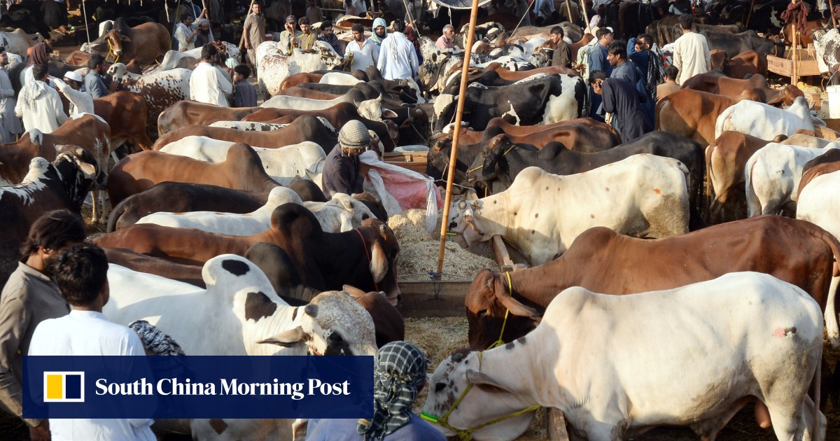 Pakistan Animal Market Festival | Haggling & Tradition