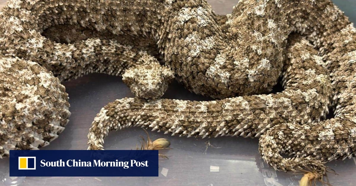 https://cdn.i-scmp.com/sites/default/files/styles/og_image_scmp_generic/public/d8/images/canvas/2025/06/10/9b657c45-3697-404c-8bdc-bf3f9f32d657_fb3c4a38.jpg?itok=uZrvkq8e&v=1749494465