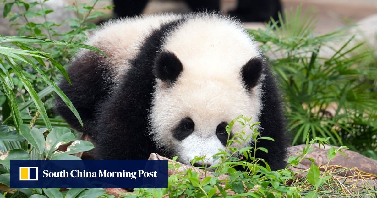 https://cdn.i-scmp.com/sites/default/files/styles/og_image_scmp_generic/public/d8/images/canvas/2025/06/11/a9cf7b81-67bf-4fa9-adbf-2ff82b7af54e_50366527.jpg?itok=eJvxbIMb&v=1749636534