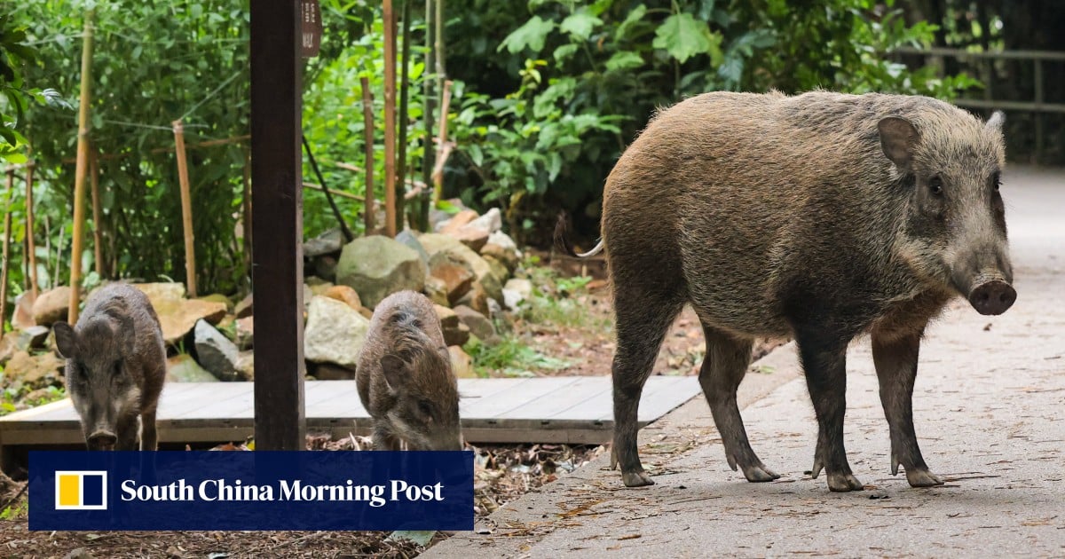 Image depicting ancient pig domestication