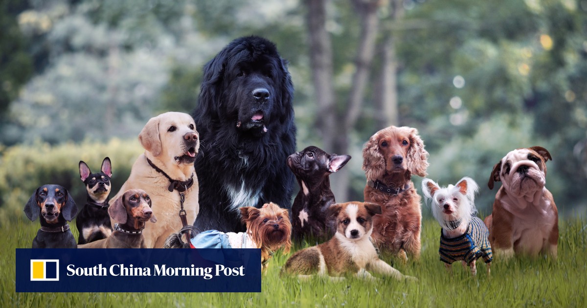 Puppy’s death sparks calls for Hong Kong to quickly tighten animal cruelty laws