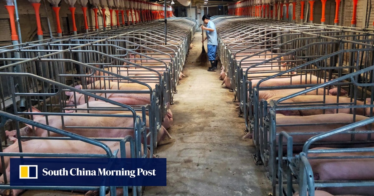 China to reduce pig count by 1 million amid low prices, deflation risk: report