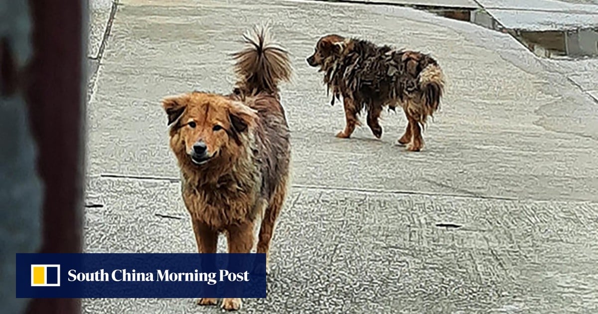 https://cdn.i-scmp.com/sites/default/files/styles/og_image_scmp_generic/public/d8/images/canvas/2025/06/19/c43d84cb-a6a6-4190-a8b4-d0fc05267645_9e973e85.jpg?itok=lISwLPDx&v=1750308984