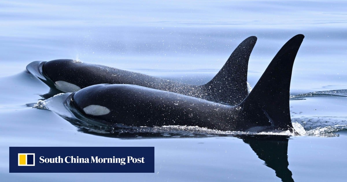 Southern Resident Orcas Use Kelp for First Documented Marine Mammal Toolmaking