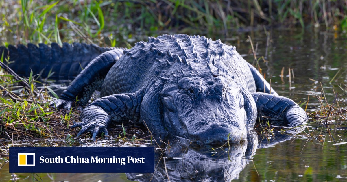 https://cdn.i-scmp.com/sites/default/files/styles/og_image_scmp_generic/public/d8/images/canvas/2025/06/25/95f62cfc-6769-4e64-ac18-eb4594a6996c_ffee9469.jpg?itok=kZJFVTwG&v=1750823046