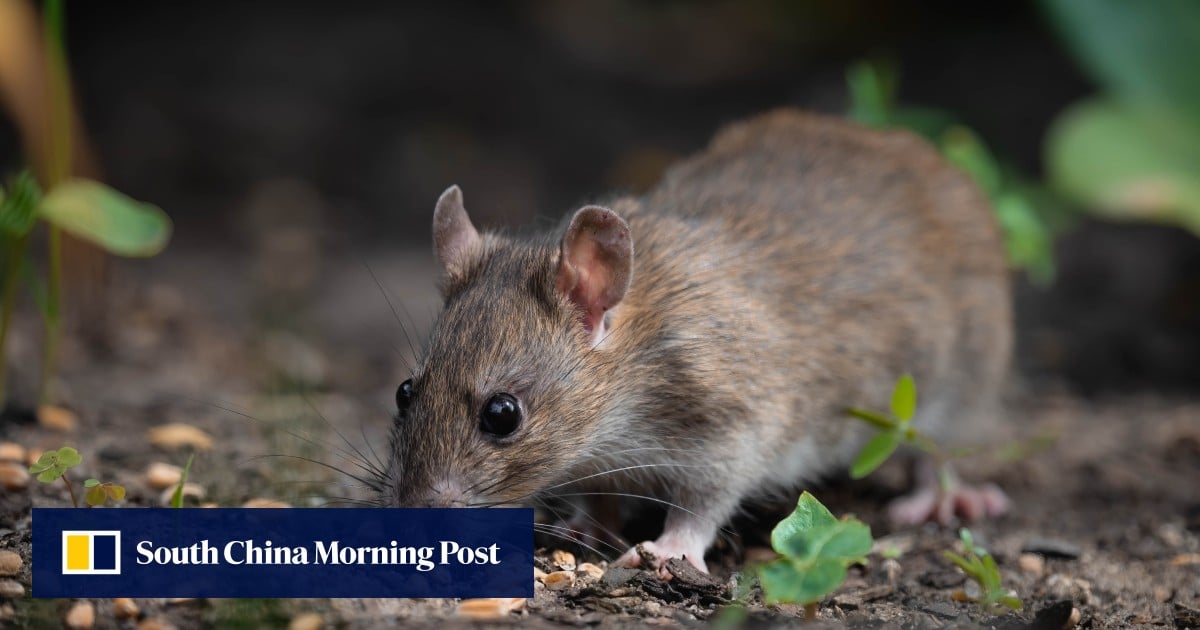 Rat Update Indonesia’s hantavirus cases spark calls to eradicate rat infestations ...