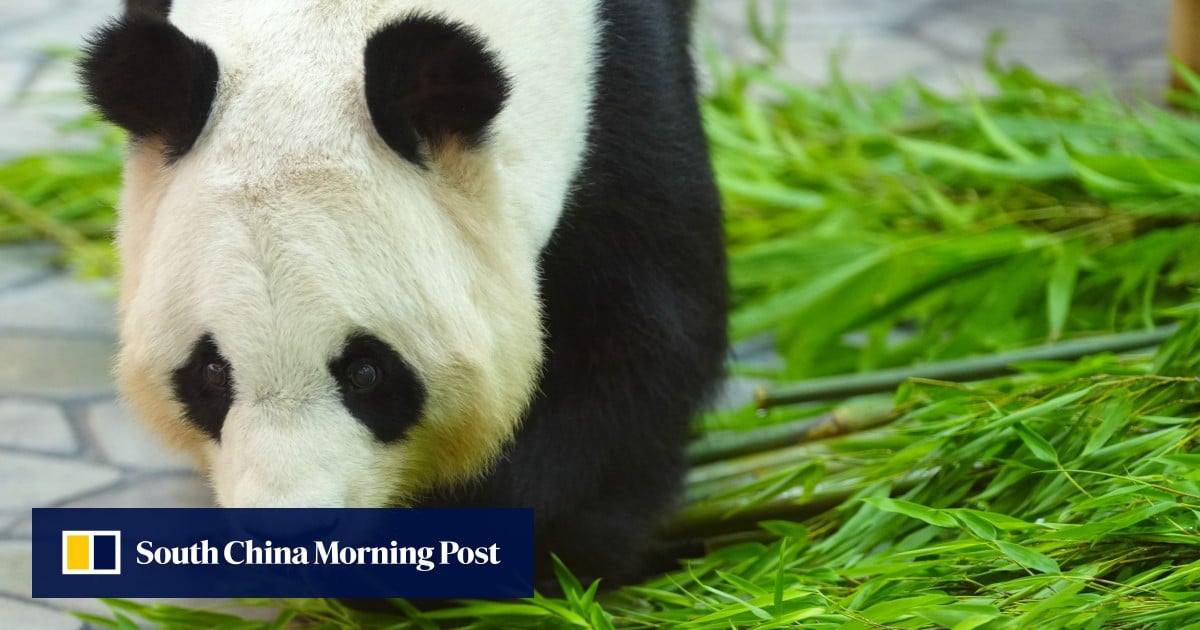https://cdn.i-scmp.com/sites/default/files/styles/og_image_scmp_generic/public/d8/images/canvas/2025/06/28/06fa5c74-7f29-4740-b442-1f1be110cf55_df612fb1.jpg?itok=69UqR-G4&v=1751084191