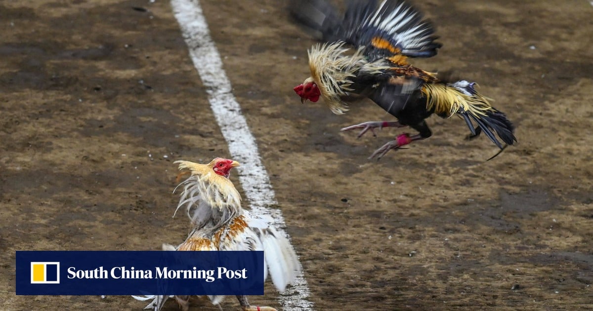 https://cdn.i-scmp.com/sites/default/files/styles/og_image_scmp_generic/public/d8/images/canvas/2025/06/28/eb611493-9af6-4e04-8c94-8adf6ba8d1bb_3c80b9ea.jpg?itok=FjKAc9mY&v=1751077753