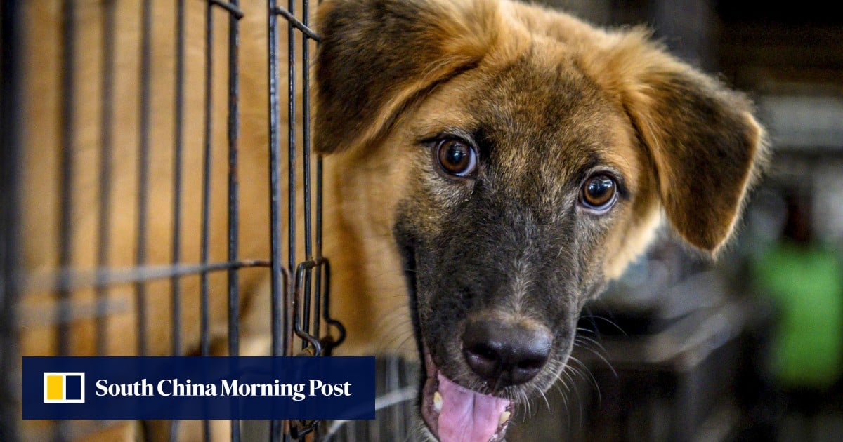 https://cdn.i-scmp.com/sites/default/files/styles/og_image_scmp_generic/public/d8/images/canvas/2025/07/02/01519623-1af2-4bc8-9f2c-047edbef7aec_3097975c.jpg?itok=AUObL8cj&v=1751443032