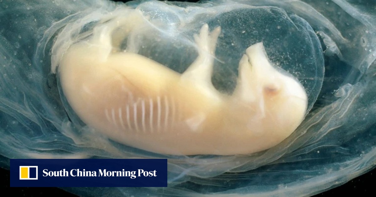 https://cdn.i-scmp.com/sites/default/files/styles/og_image_scmp_generic/public/d8/images/canvas/2025/07/03/02edd38d-862d-4807-a559-070e3ec348f4_8d12d53d.jpg?itok=GwoNct4W&v=1751546281