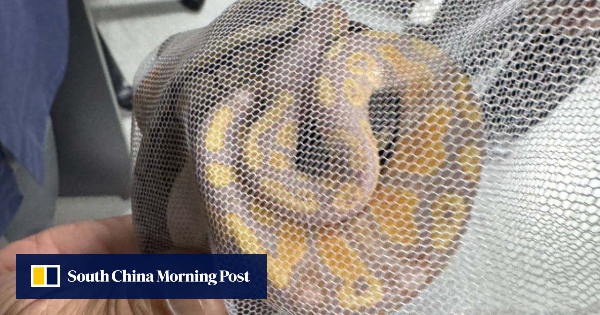 Sri Lankan man caught at Thai airport with 3 snakes in his underwear