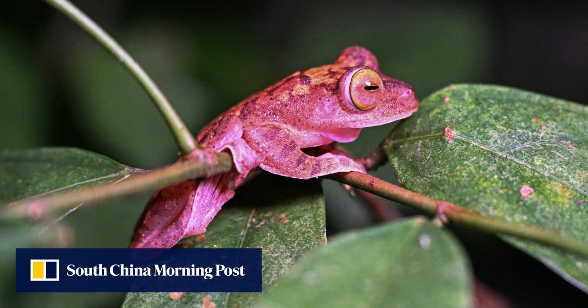 https://cdn.i-scmp.com/sites/default/files/styles/og_image_scmp_generic/public/d8/images/canvas/2025/07/04/fc9d5a43-cfed-40ed-8962-b5a63b6a89ab_0d6171c9.jpg?itok=pJdGLzrg&v=1751615195