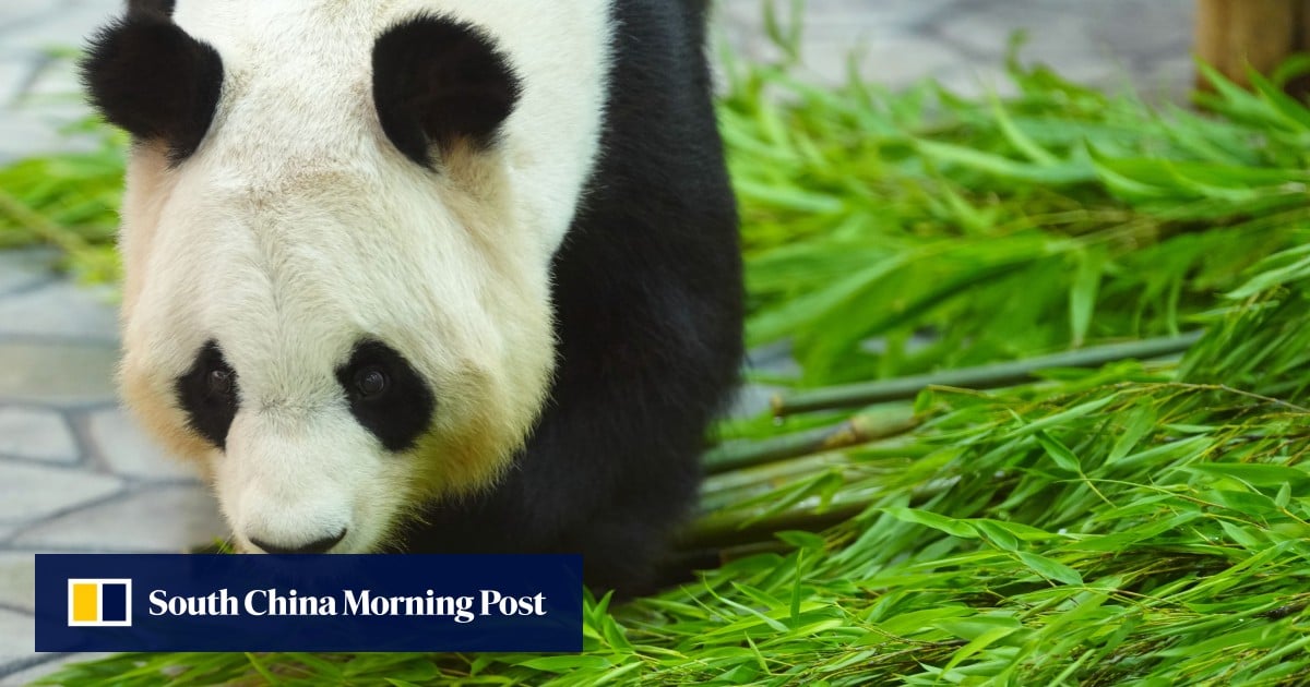 https://cdn.i-scmp.com/sites/default/files/styles/og_image_scmp_generic/public/d8/images/canvas/2025/07/07/2e227a50-9c4a-4585-8c28-b14b9b0bfe7f_1607916d.jpg?itok=QfJgvcMr&v=1751885239