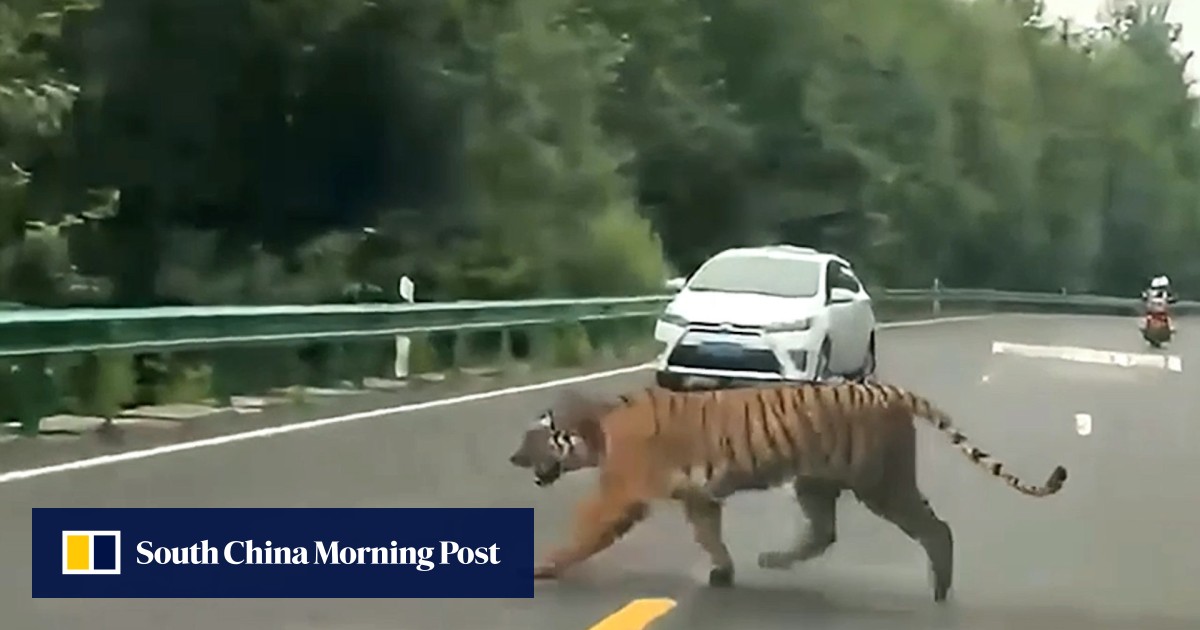 https://cdn.i-scmp.com/sites/default/files/styles/og_image_scmp_generic/public/d8/images/canvas/2025/07/09/a5f9e584-7783-4fd6-b13a-2fb4cb2a677d_35db4c7e.jpg?itok=xBECH9Sy&v=1752047911
